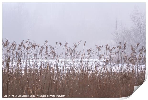 Reeds on a misty day. Print by Bill Allsopp