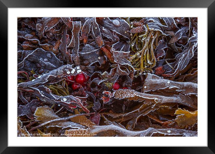 Frosted seaweed Framed Mounted Print by Bill Allsopp