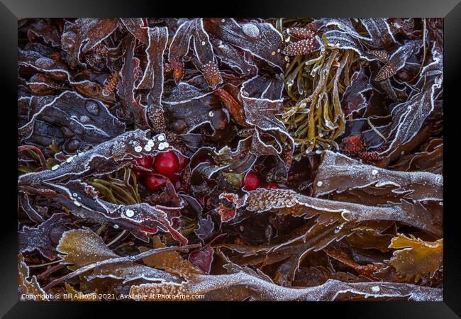 Frosted seaweed Framed Print by Bill Allsopp