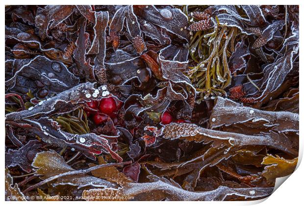 Frosted seaweed Print by Bill Allsopp