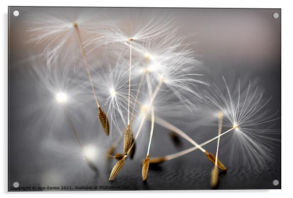 Dancing dandelion seed heads Acrylic by sue davies
