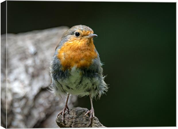 European robin Canvas Print by Vicky Outen