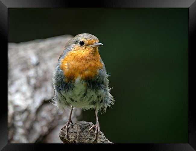 European robin Framed Print by Vicky Outen