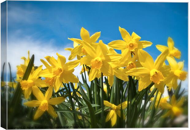Radiant Daffodils Canvas Print by Peter Bolton