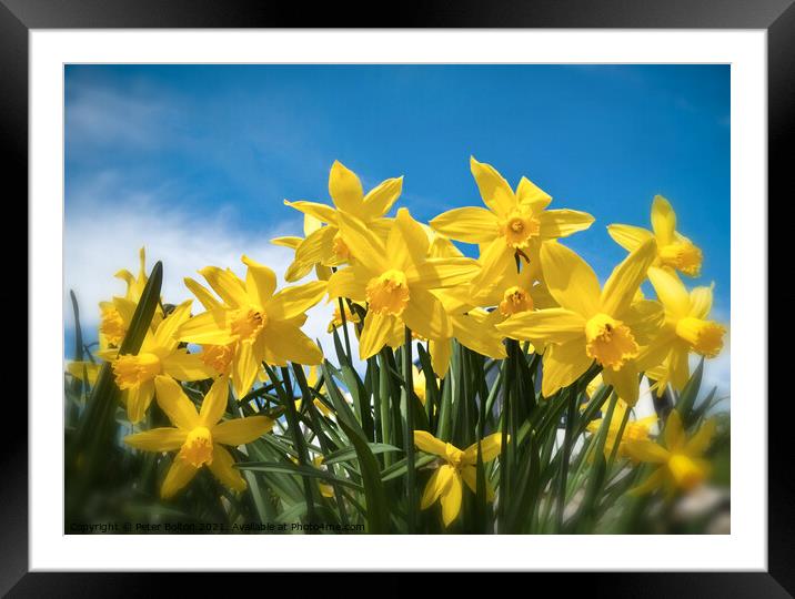 Radiant Daffodils Framed Mounted Print by Peter Bolton