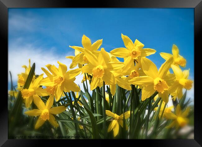 Radiant Daffodils Framed Print by Peter Bolton