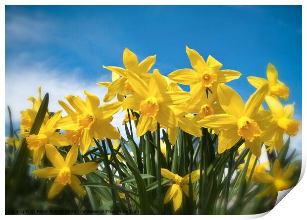 Radiant Daffodils Print by Peter Bolton