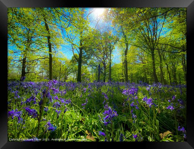 Bluebells in Wanstead Framed Print by Mark Oliver