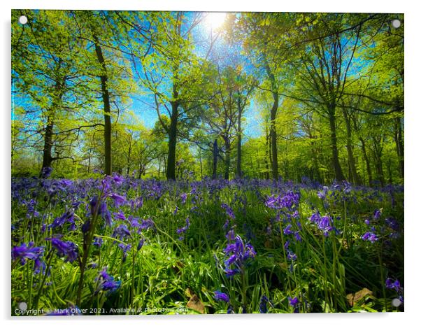 Bluebells in Wanstead Acrylic by Mark Oliver