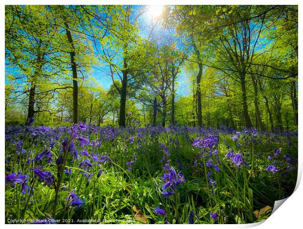 Bluebells in Wanstead Print by Mark Oliver