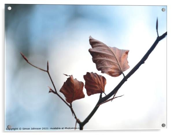 Beech leaves ascending Acrylic by Simon Johnson