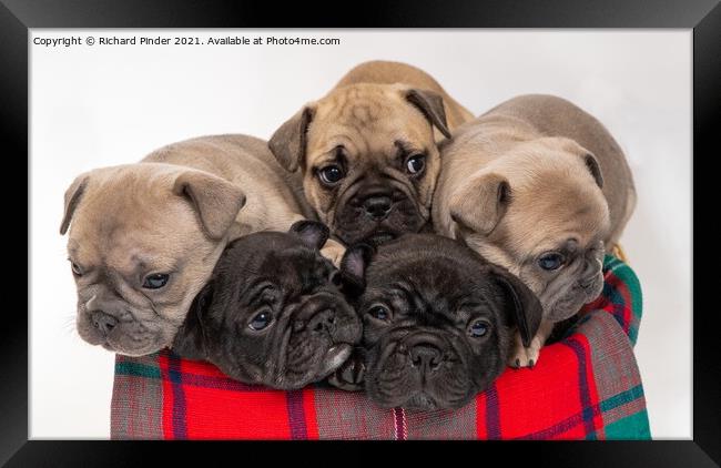 French Bulldog Puppies Framed Print by Richard Pinder