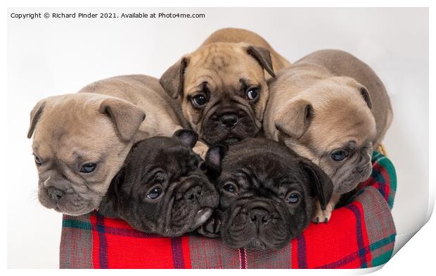 French Bulldog Puppies Print by Richard Pinder