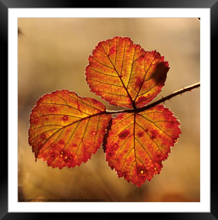 autumn coloured  leaves Framed Mounted Print by Simon Johnson