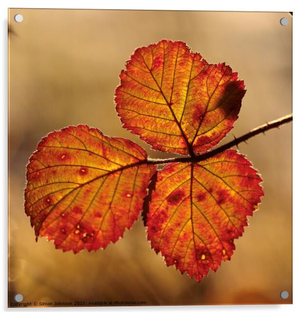 autumn coloured  leaves Acrylic by Simon Johnson