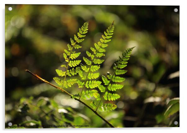 sunlit fern leaves Acrylic by Simon Johnson