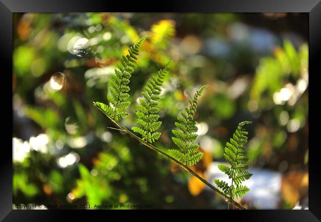 fern leaves Framed Print by Simon Johnson