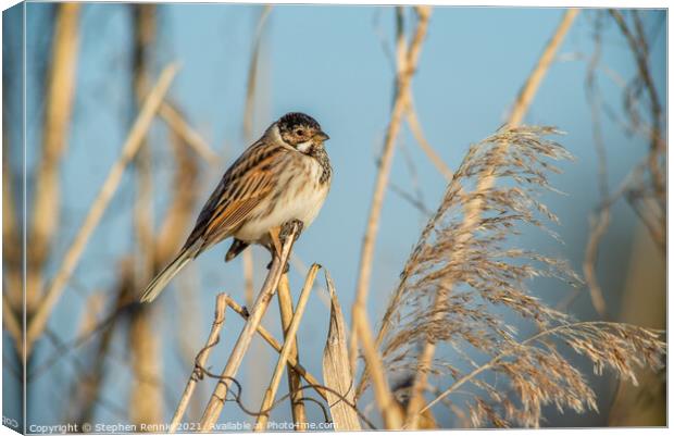 Small Reed bunting bird perched on a reed Canvas Print by Stephen Rennie