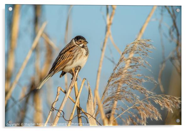 Small Reed bunting bird perched on a reed Acrylic by Stephen Rennie