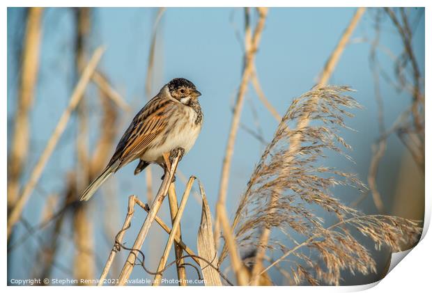 Small Reed bunting bird perched on a reed Print by Stephen Rennie