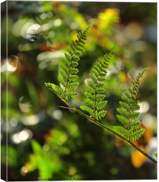 sunlit fern leaves Canvas Print by Simon Johnson