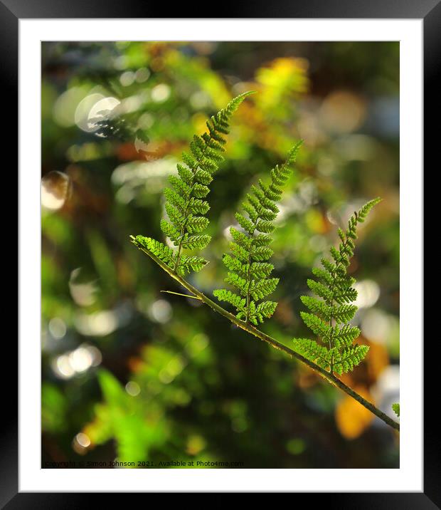 sunlit fern leaves Framed Mounted Print by Simon Johnson