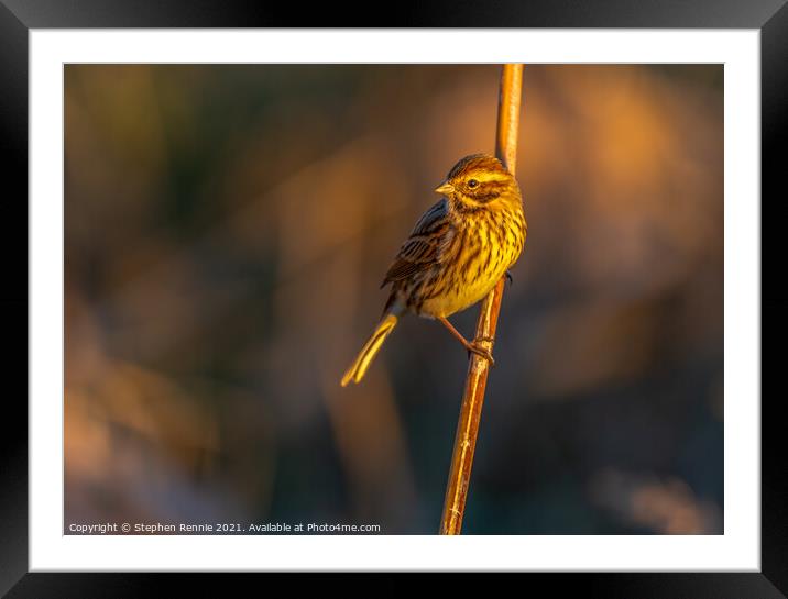Reed Bunting bird Framed Mounted Print by Stephen Rennie