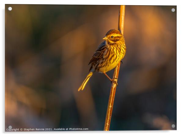 Reed Bunting bird Acrylic by Stephen Rennie