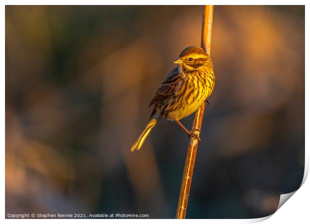 Reed Bunting bird Print by Stephen Rennie