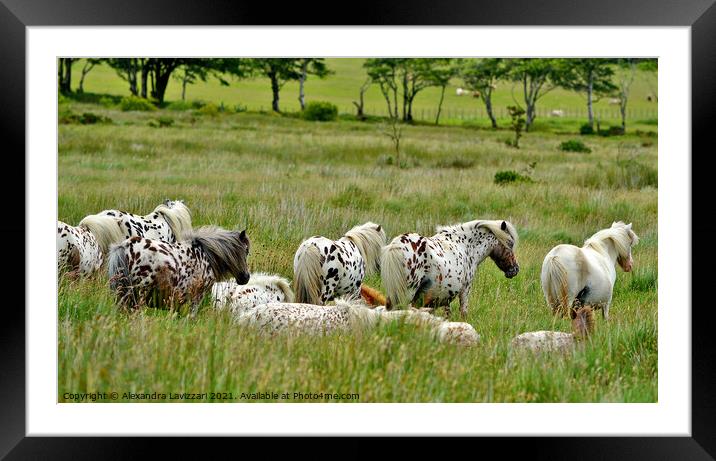 Appaloosa Horses on Dartmoor Framed Mounted Print by Alexandra Lavizzari