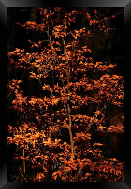 Sunlit beech leaves  Framed Print by Simon Johnson