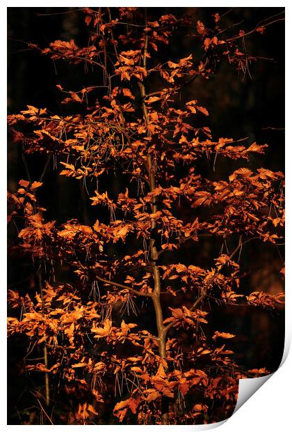 Sunlit beech leaves  Print by Simon Johnson