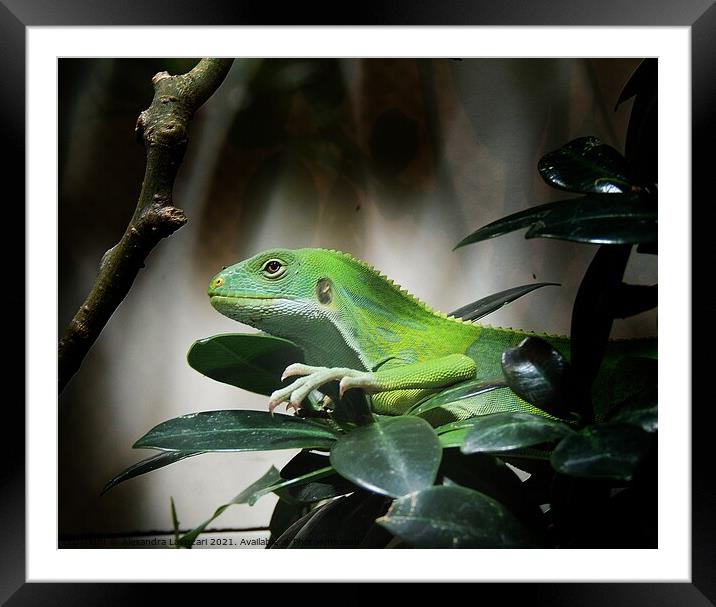 Proud To Be Green Framed Mounted Print by Alexandra Lavizzari