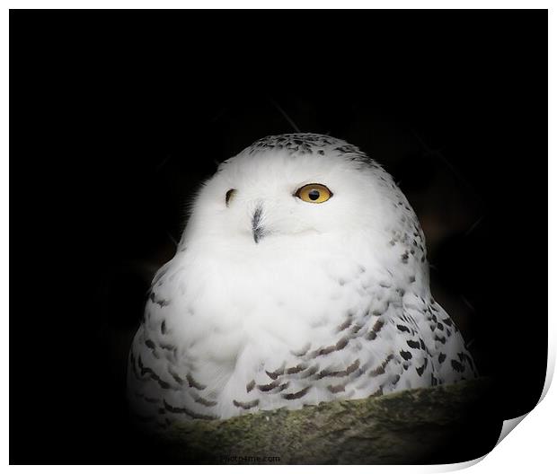 Fluffy Snowy Owl  Print by Alexandra Lavizzari