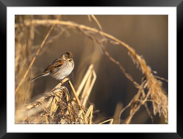 A small Reed Bunting bird Framed Mounted Print by Stephen Rennie