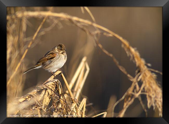 A small Reed Bunting bird Framed Print by Stephen Rennie