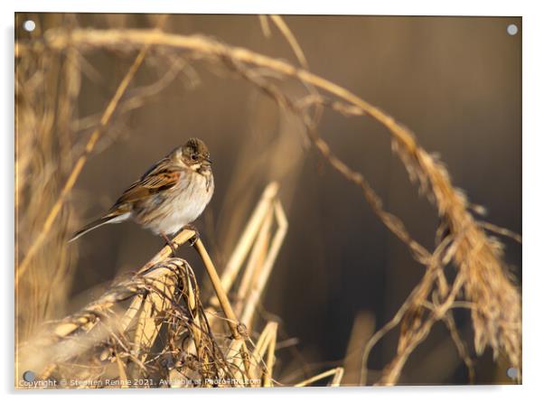 A small Reed Bunting bird Acrylic by Stephen Rennie