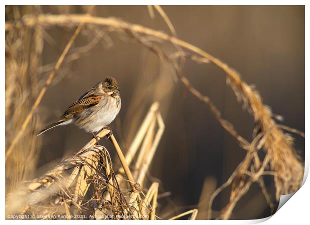 A small Reed Bunting bird Print by Stephen Rennie