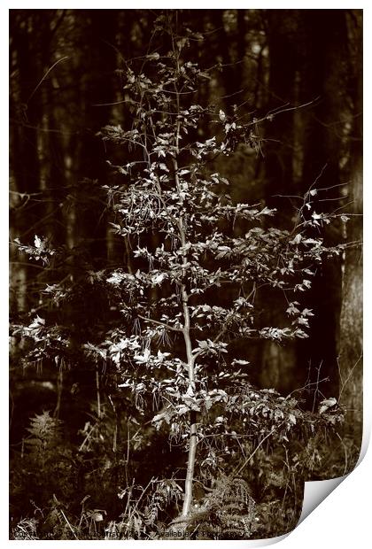 Sunlit Beech tree Print by Simon Johnson