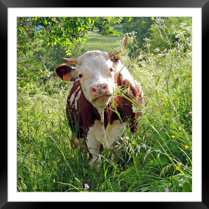 A Happy Cow Framed Mounted Print by Alexandra Lavizzari