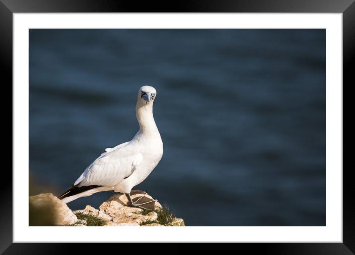 Northern gannet faces the camera Framed Mounted Print by Jason Wells