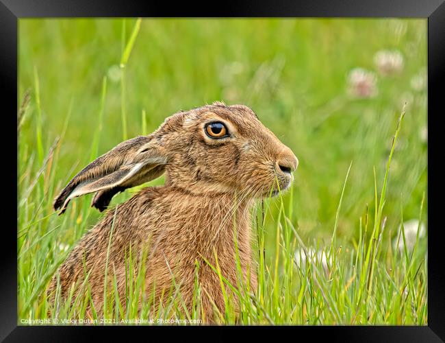 Hare  Framed Print by Vicky Outen