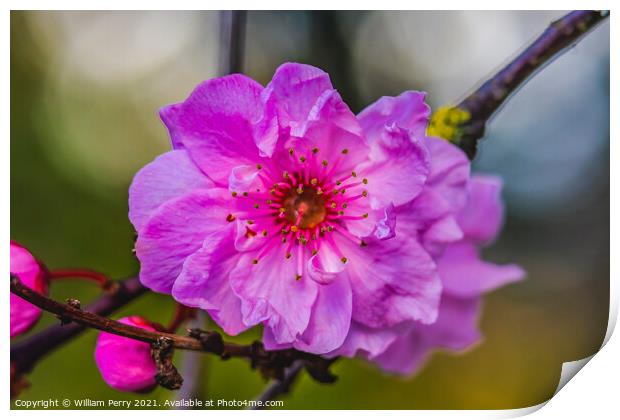 Pink Peach Blossom Blooming Macro Washington Print by William Perry