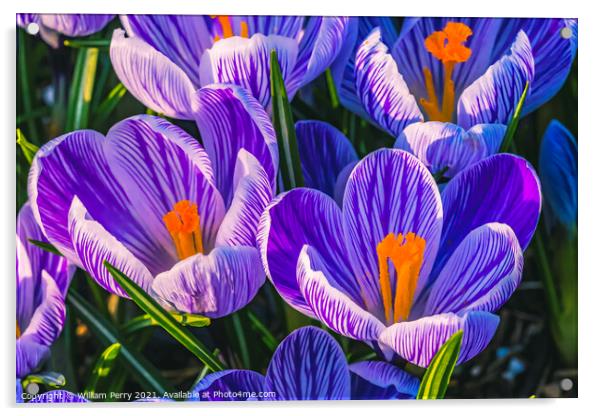 Purple White Crocuses Blossoms Blooming Macro Washington Acrylic by William Perry