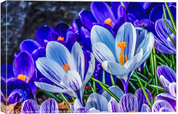Purple White Crocuses Blossom Blooming Macro Washington Canvas Print by William Perry