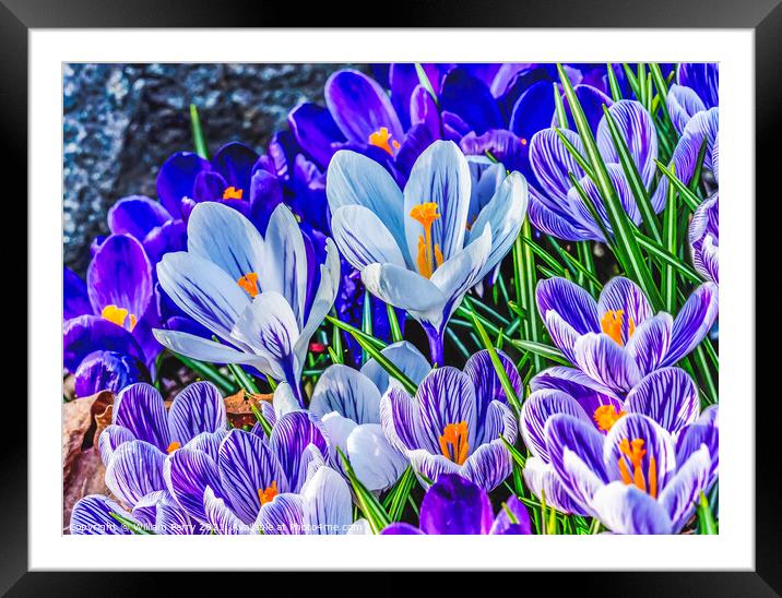 Blue Purple White Crocuses Blossom Blooming Macro Washington Framed Mounted Print by William Perry
