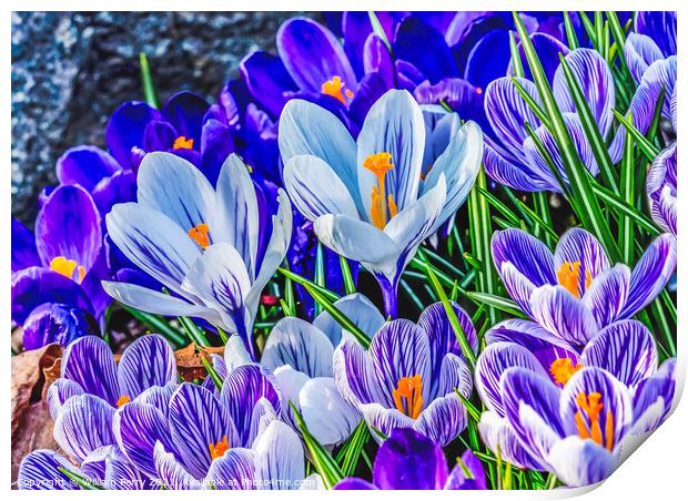 Blue Purple White Crocuses Blossom Blooming Macro Washington Print by William Perry