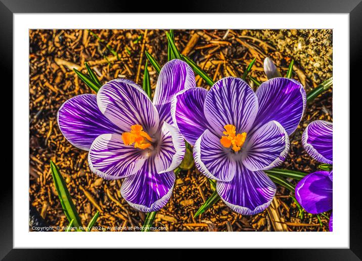 Purple White Crocuses Blossom Blooming Macro Washington Framed Mounted Print by William Perry