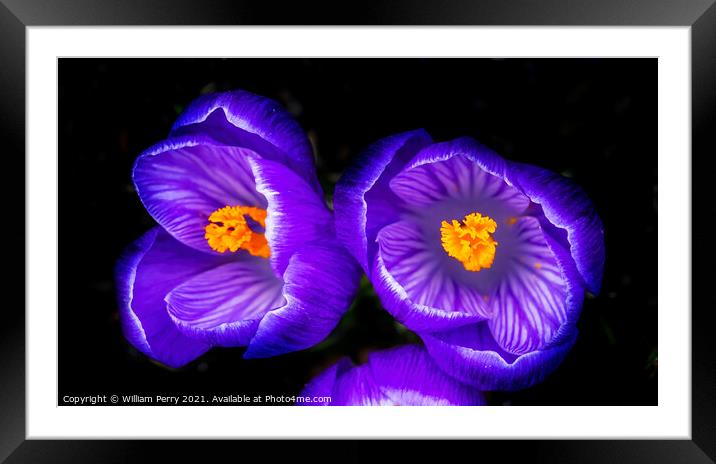 Purple White Crocuses Blossom Blooming Macro Washington Framed Mounted Print by William Perry