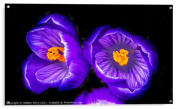 Purple White Crocuses Blossom Blooming Macro Washington Acrylic by William Perry